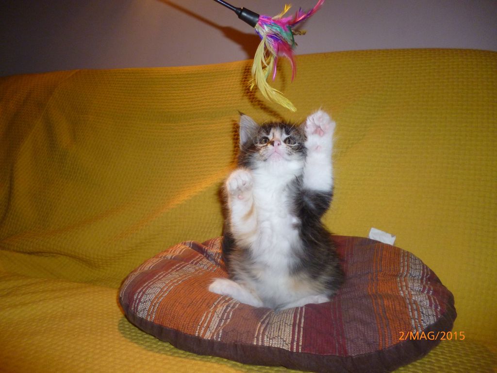 Gatti Norvegesi - cuccioli