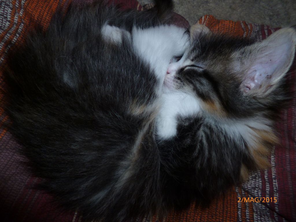 Gatti Norvegesi - cuccioli