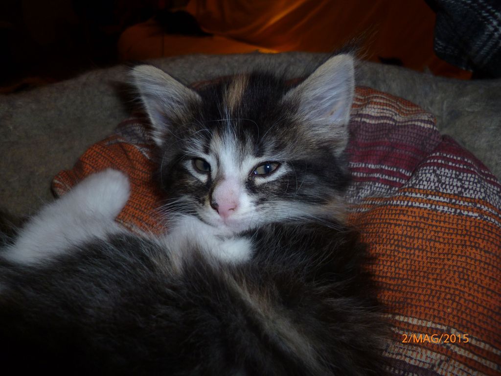 Gatti Norvegesi - cuccioli