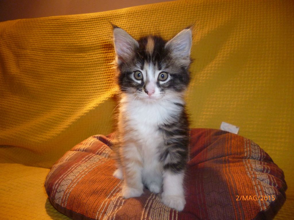 Gatti Norvegesi - cuccioli