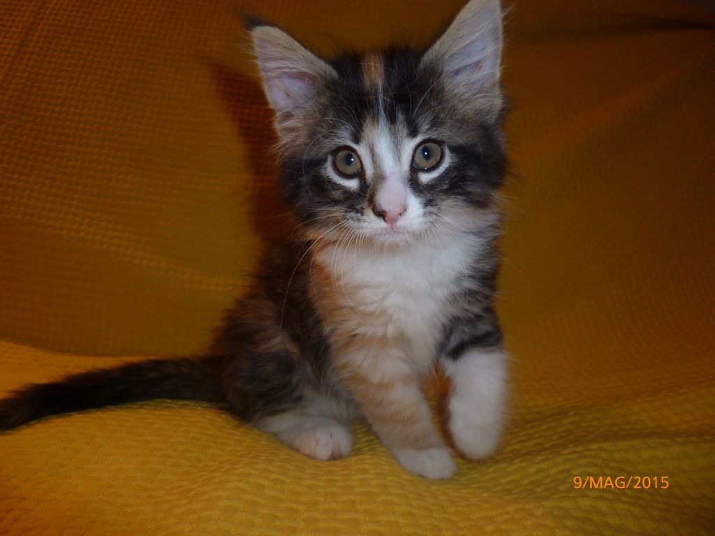 Gatti Norvegesi - cuccioli