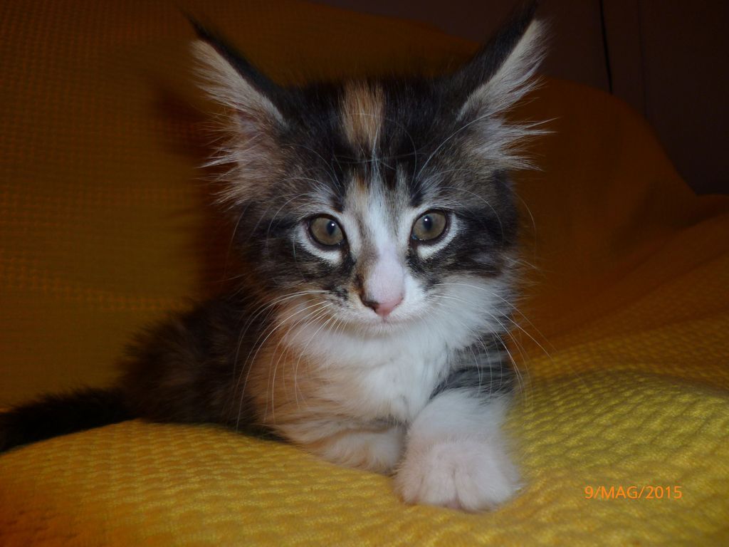 Gatti Norvegesi - cuccioli