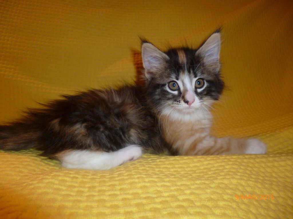 Gatti Norvegesi - cuccioli