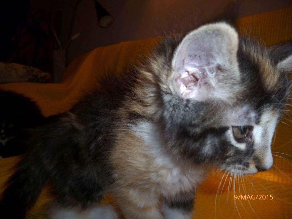 Gatti Norvegesi - cuccioli