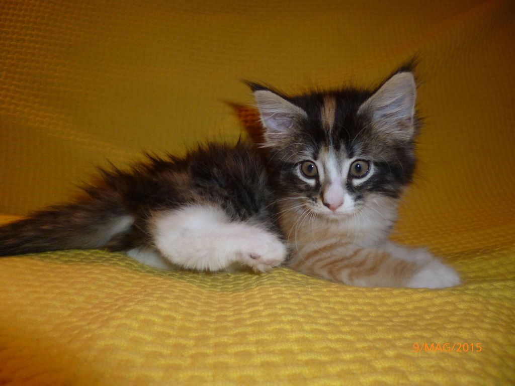 Gatti Norvegesi - cuccioli