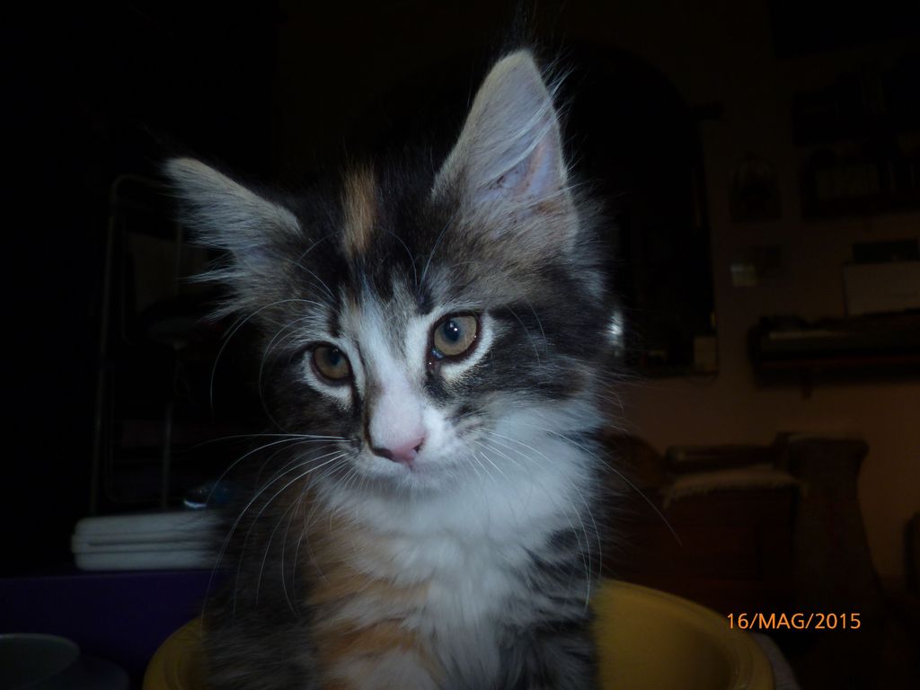 Gatti Norvegesi - cuccioli