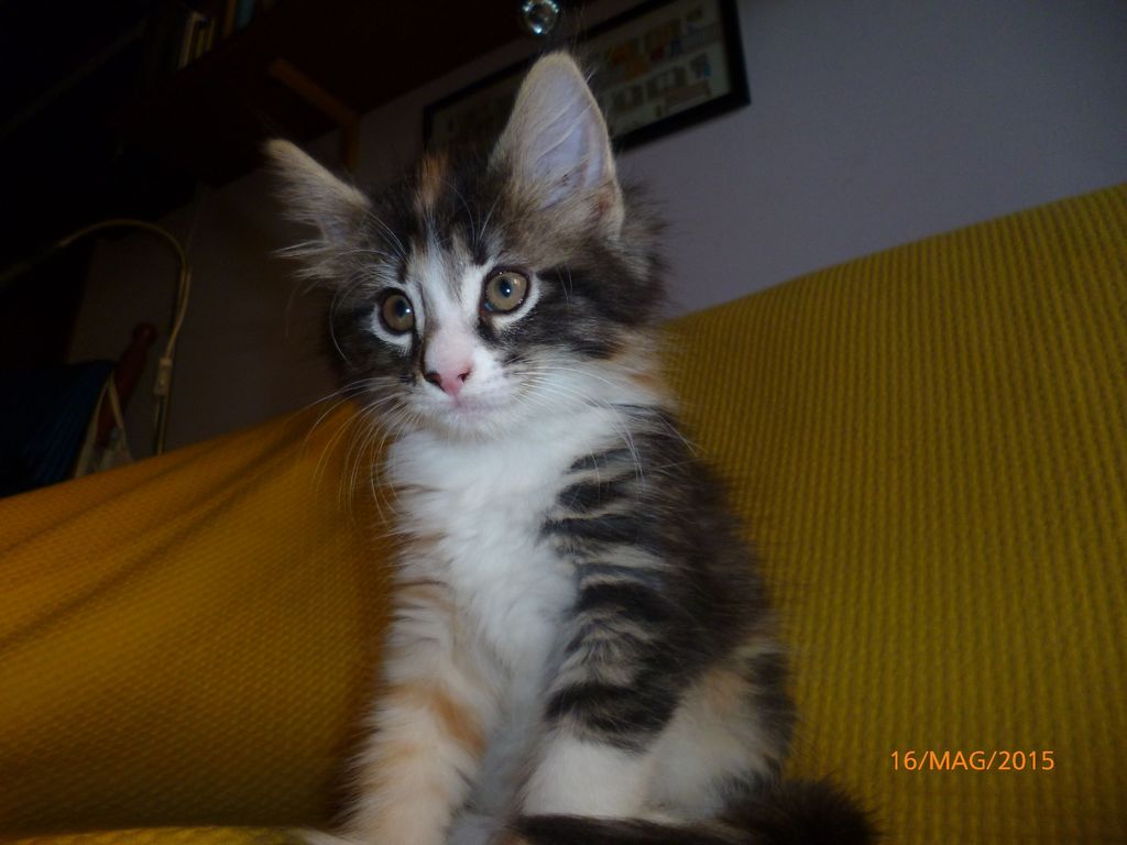 Gatti Norvegesi - cuccioli