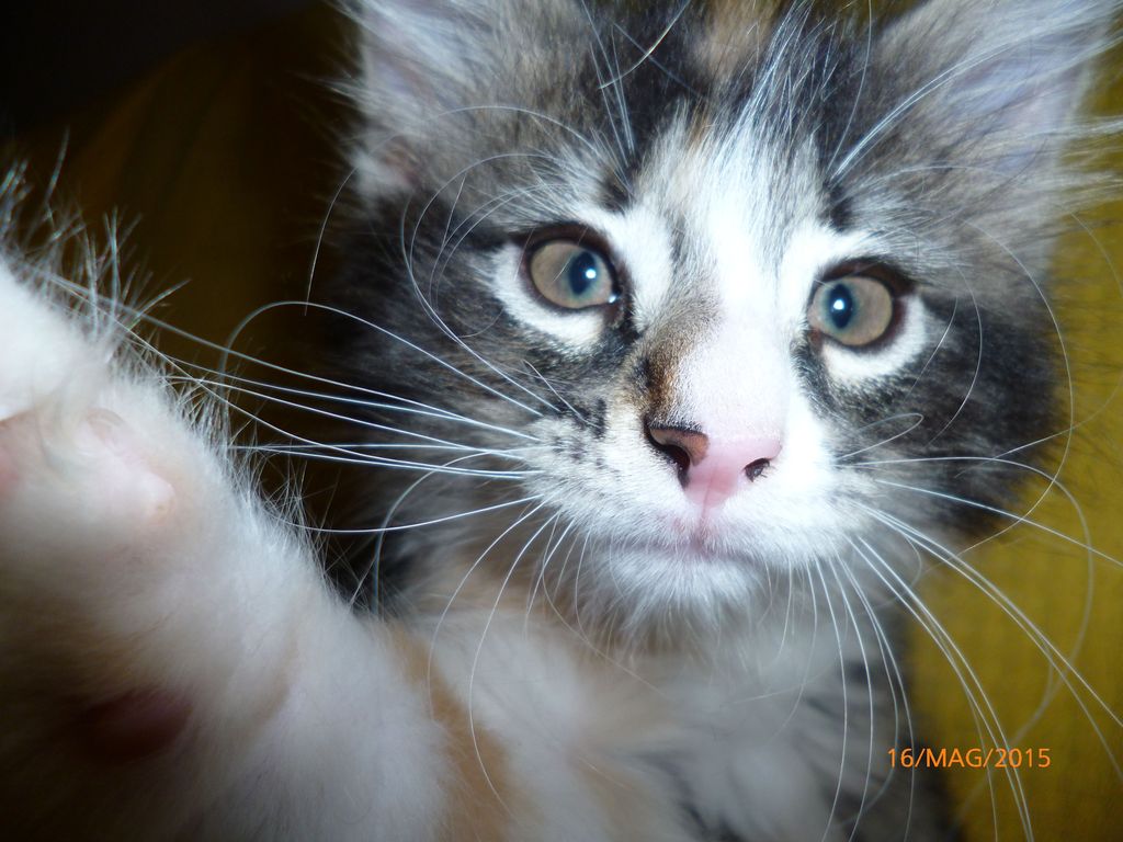 Gatti Norvegesi - cuccioli