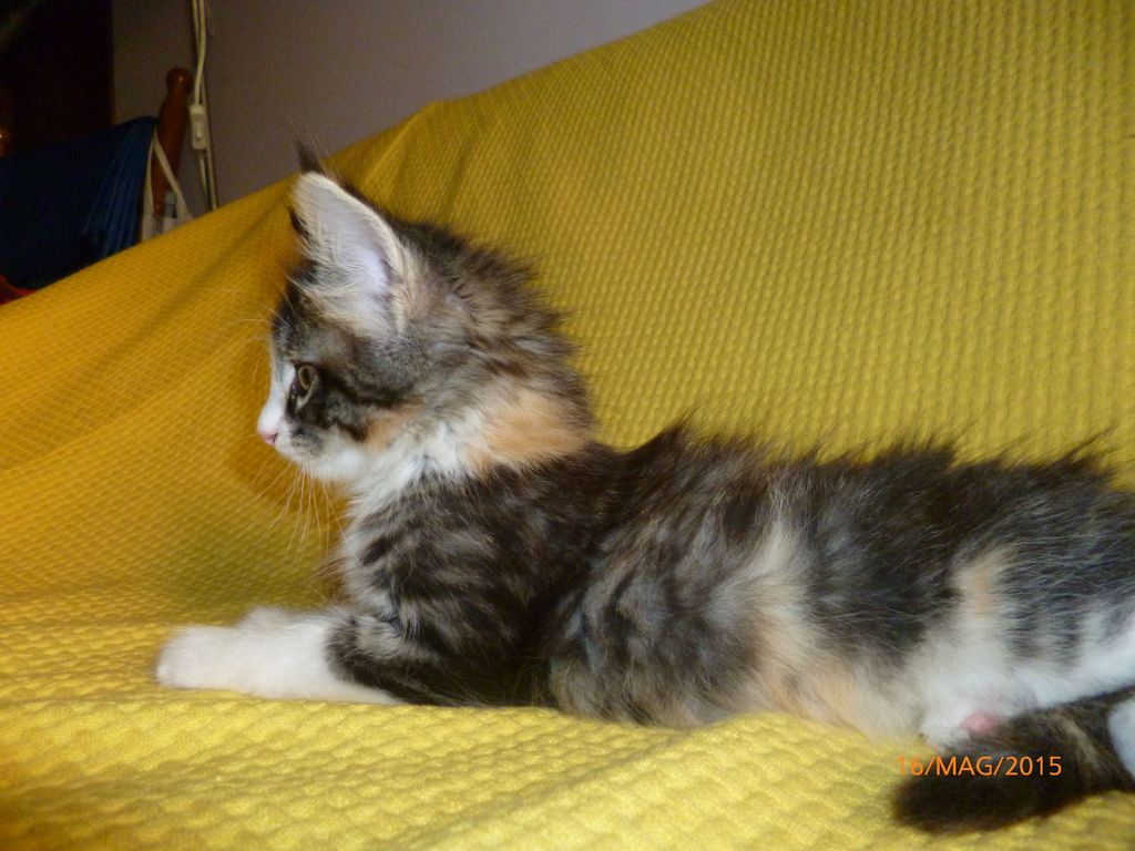 Gatti Norvegesi - cuccioli