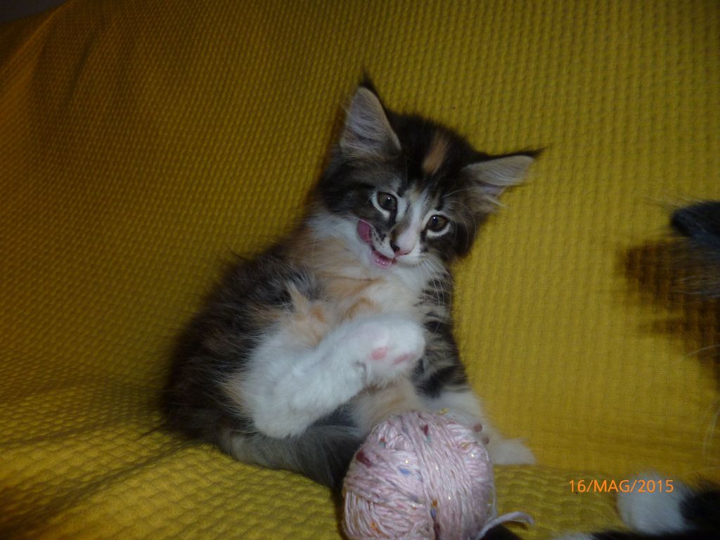 Gatti Norvegesi - cuccioli