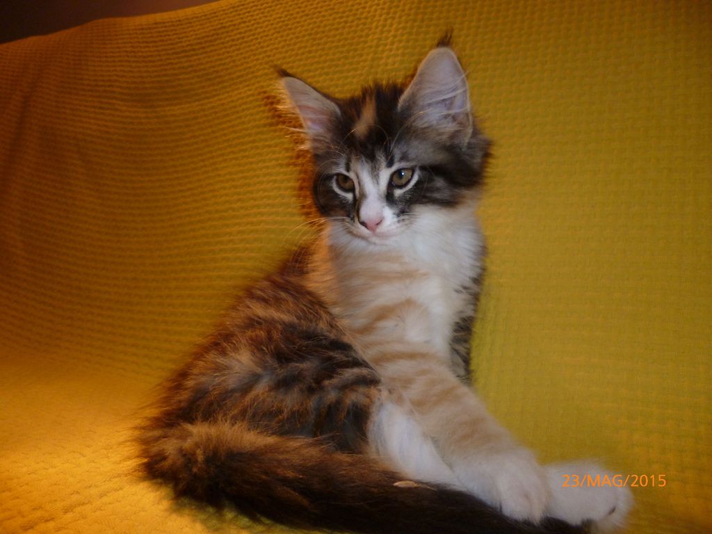 Gatti Norvegesi - cuccioli
