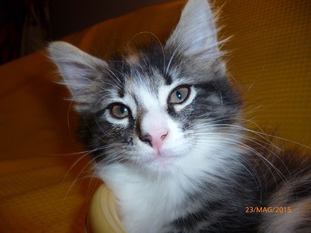 Gatti Norvegesi - cuccioli