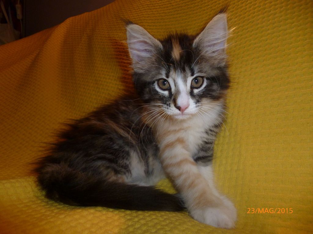 Gatti Norvegesi - cuccioli