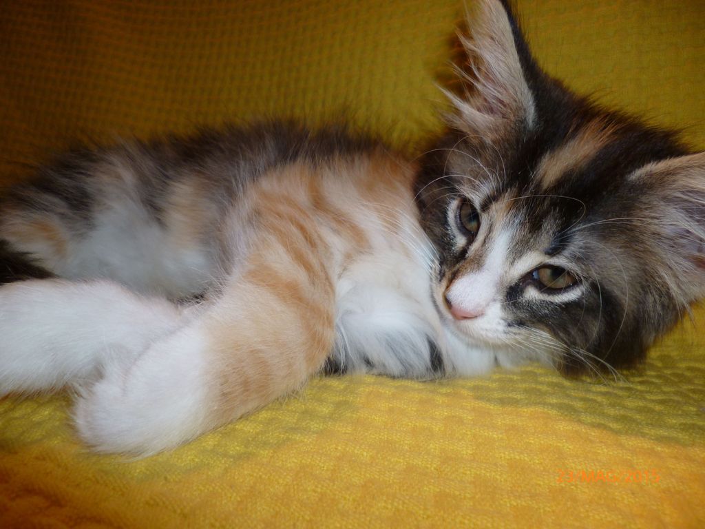 Gatti Norvegesi - cuccioli