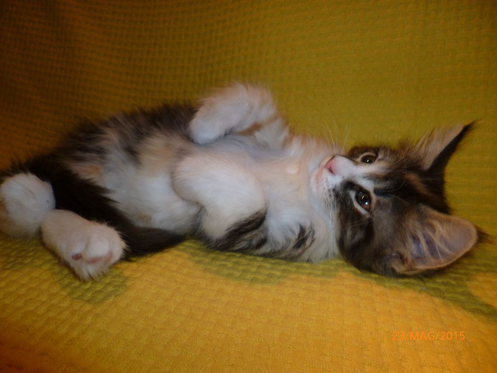 Gatti Norvegesi - cuccioli