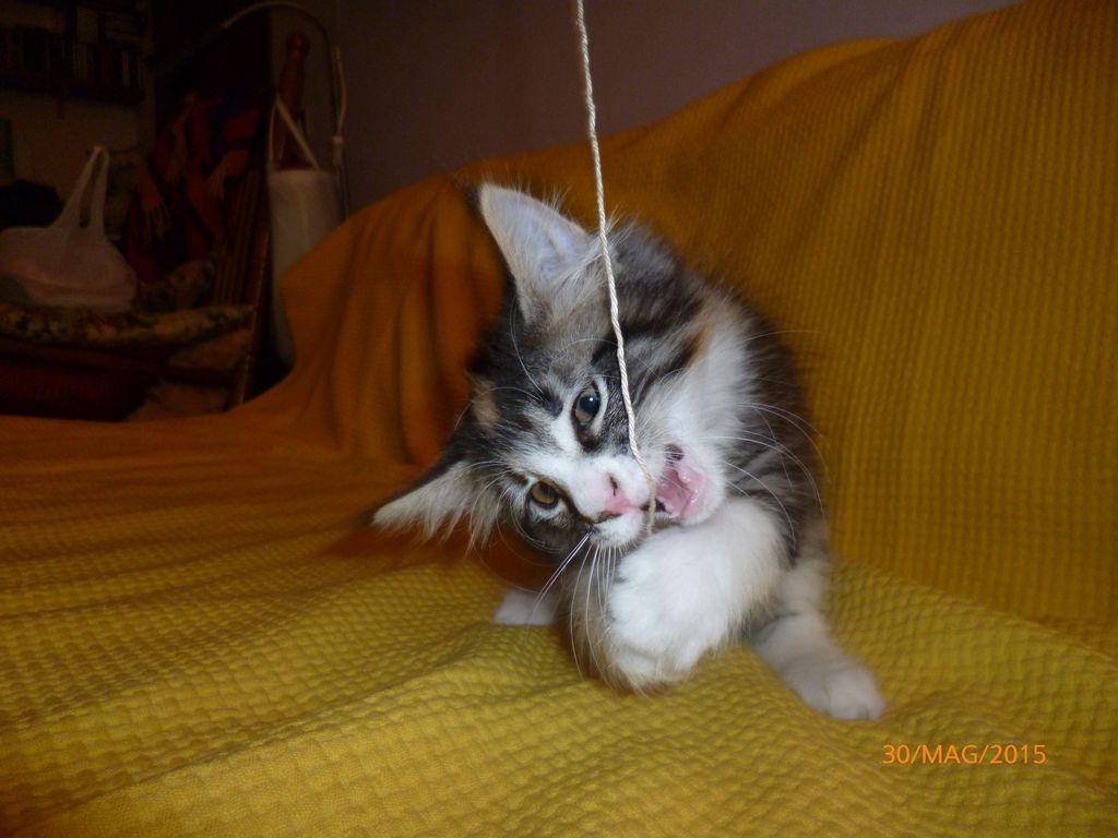 Gatti Norvegesi - cuccioli