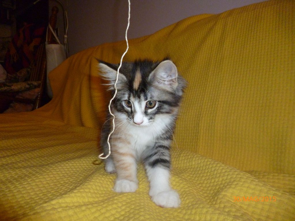 Gatti Norvegesi - cuccioli