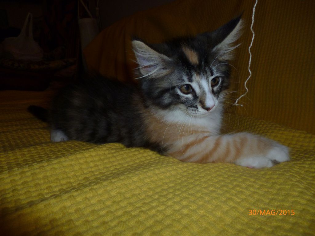 Gatti Norvegesi - cuccioli