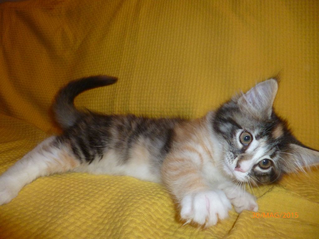 Gatti Norvegesi - cuccioli