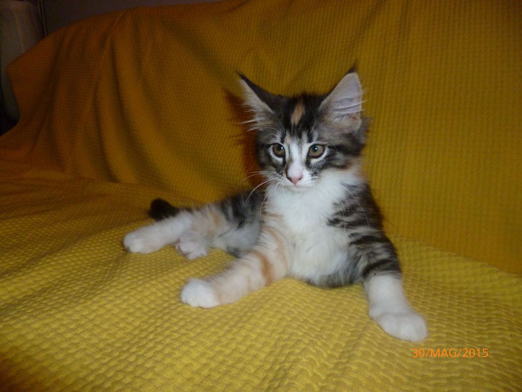 Gatti Norvegesi - cuccioli