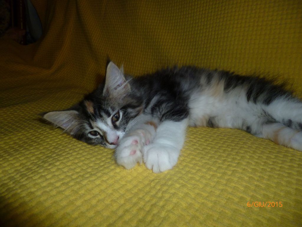 Gatti Norvegesi - cuccioli
