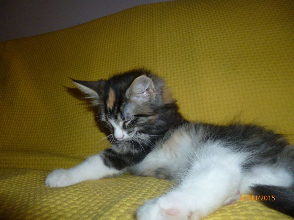 Gatti Norvegesi - cuccioli