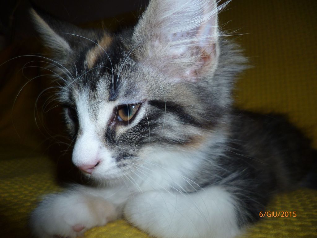 Gatti Norvegesi - cuccioli