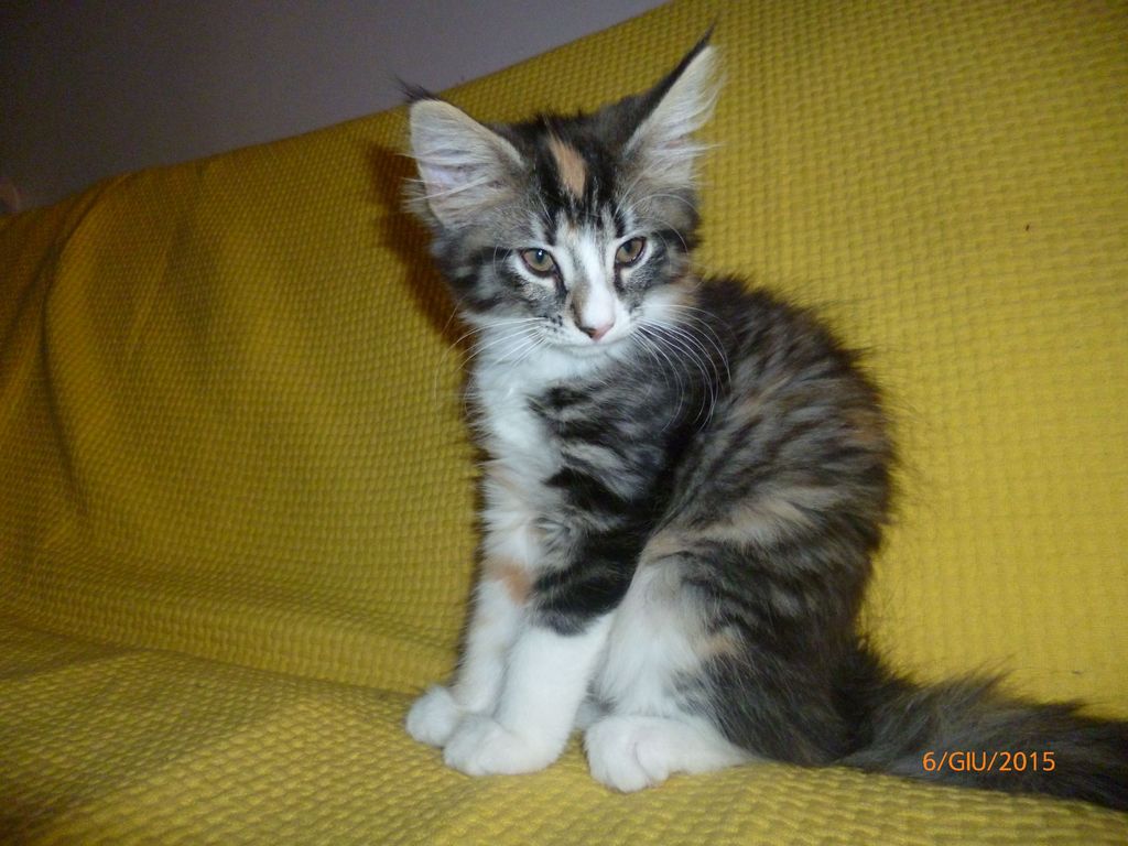 Gatti Norvegesi - cuccioli