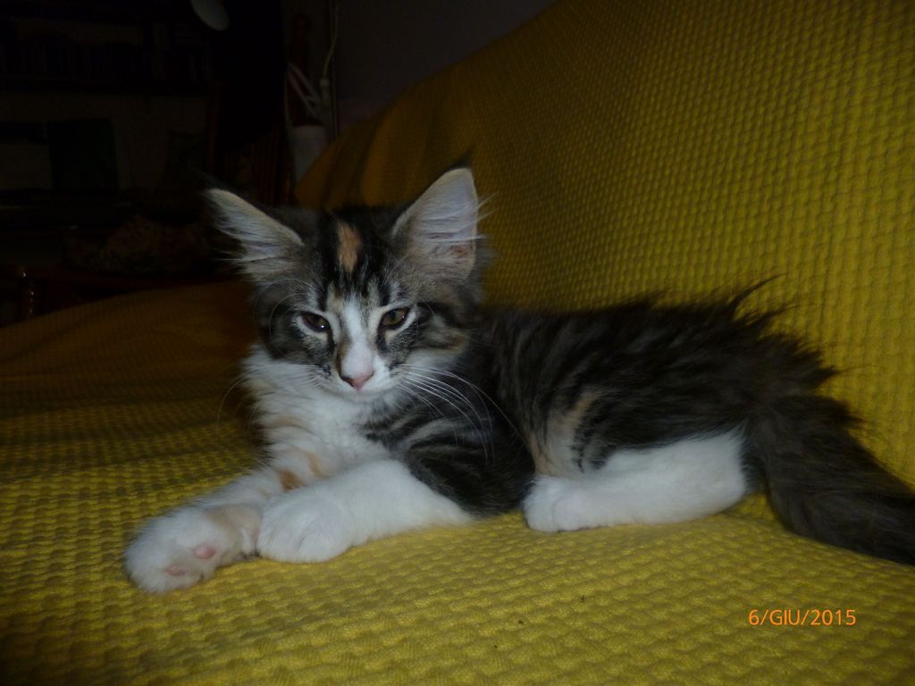 Gatti Norvegesi - cuccioli
