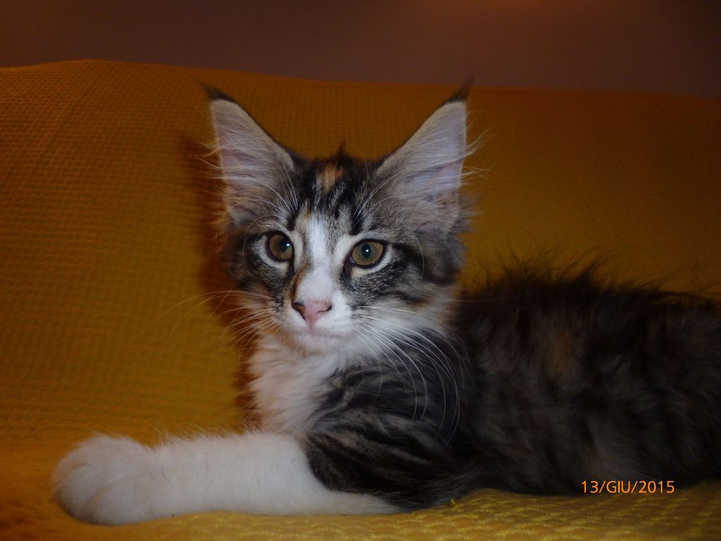 Gatti Norvegesi - cuccioli