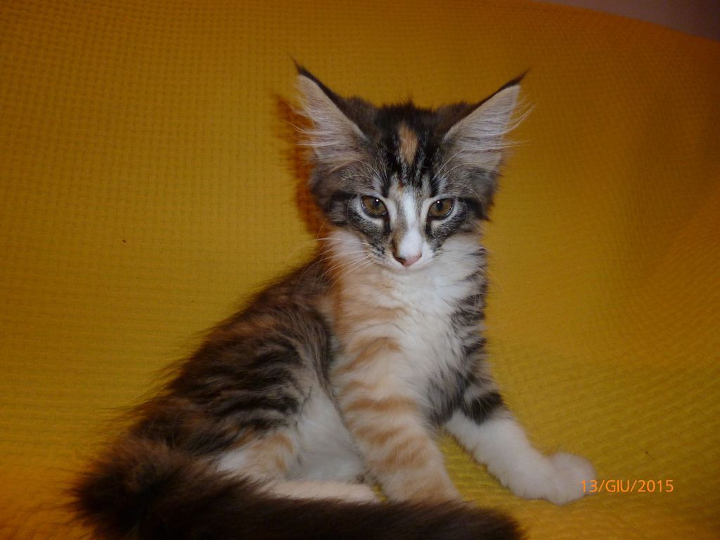 Gatti Norvegesi - cuccioli
