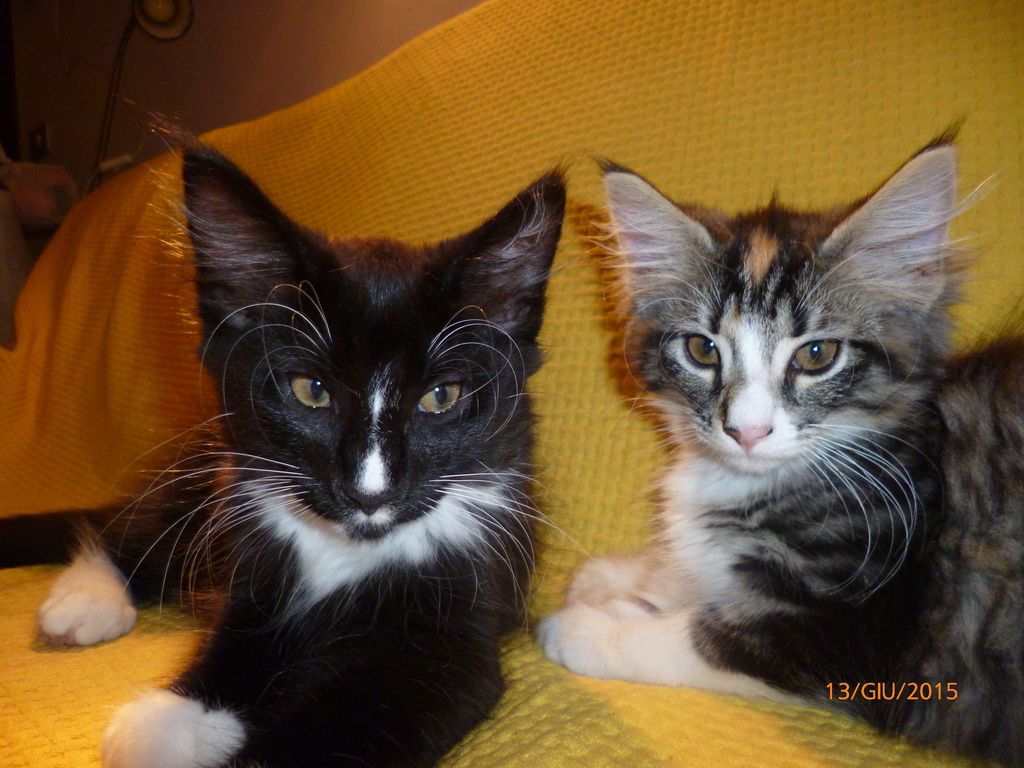 Gatti Norvegesi - cuccioli