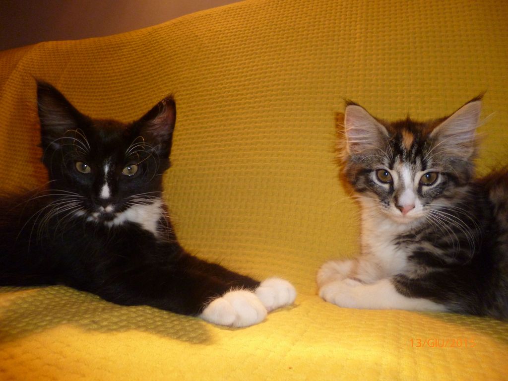 Gatti Norvegesi - cuccioli