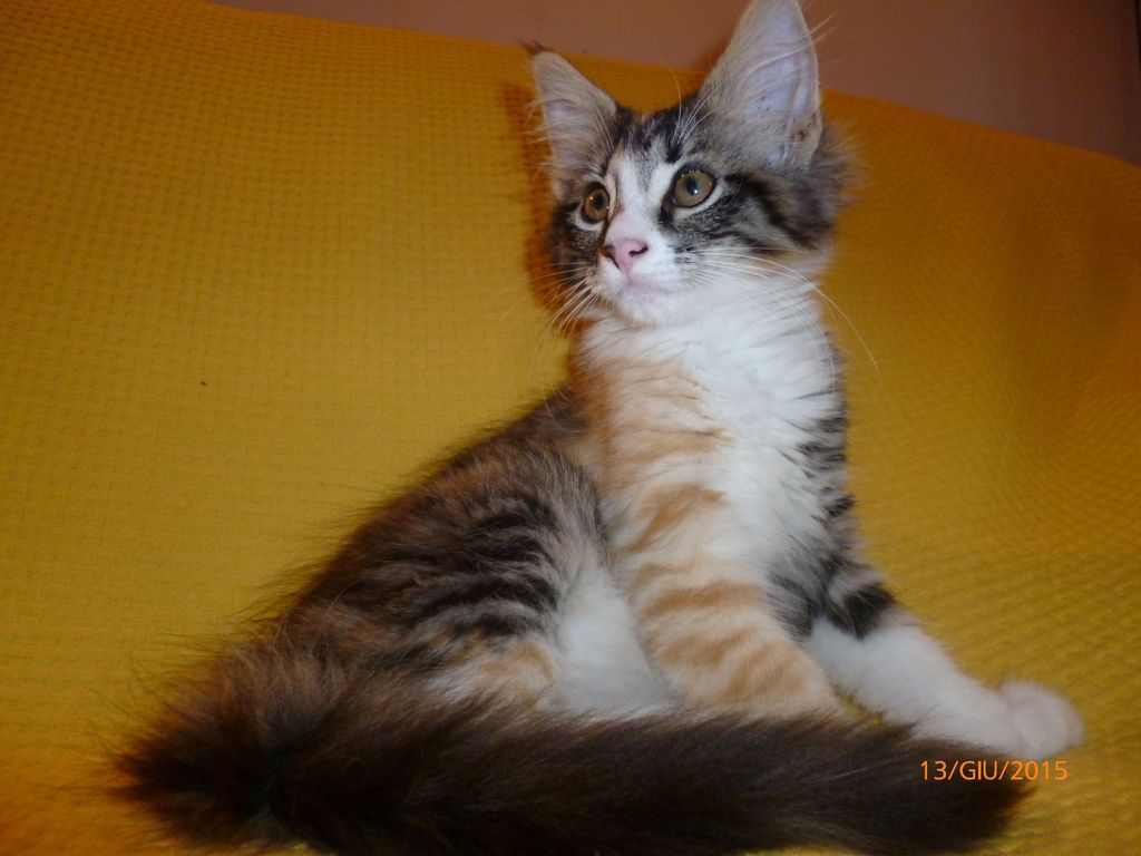 Gatti Norvegesi - cuccioli