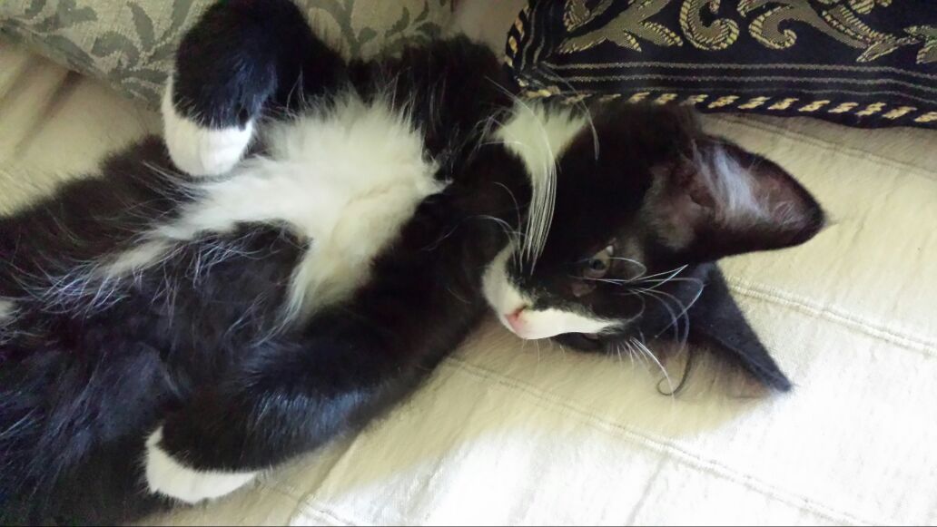 Gatti Norvegesi - cuccioli