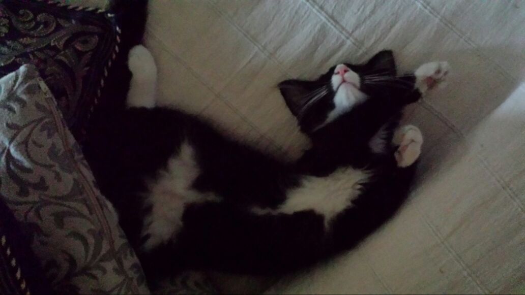 Gatti Norvegesi - cuccioli