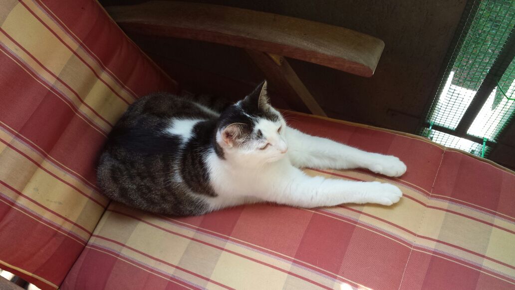 Gatti Norvegesi - cuccioli