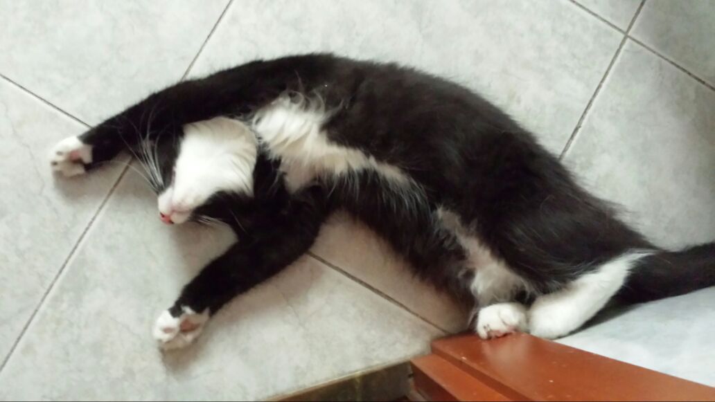 Gatti Norvegesi - cuccioli