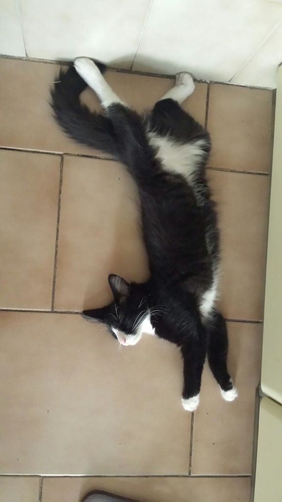 Gatti Norvegesi - cuccioli