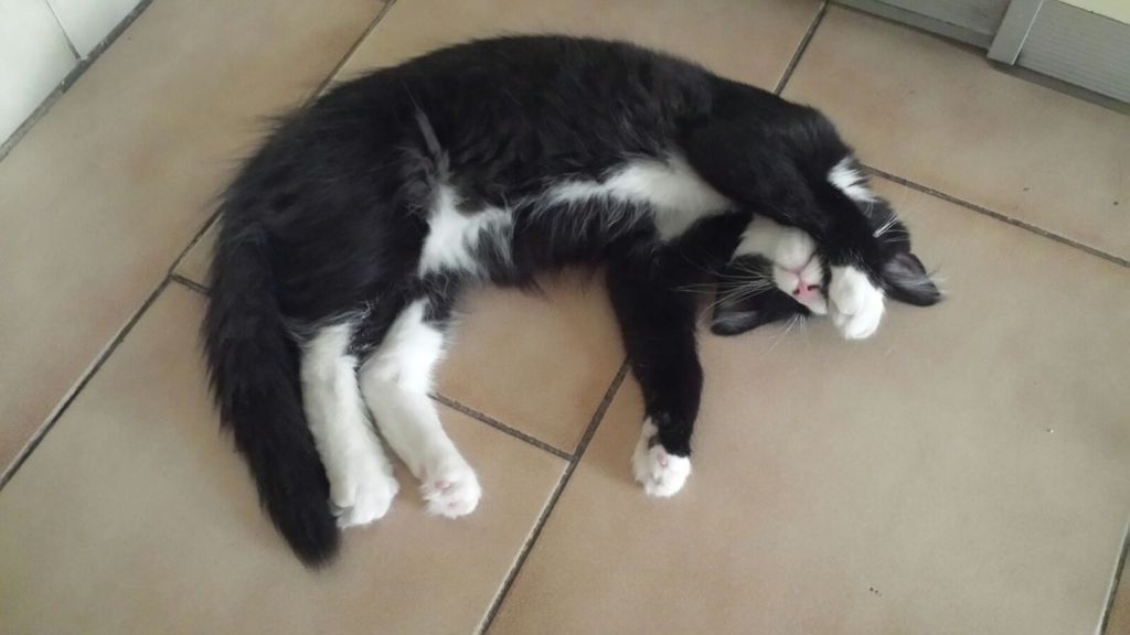 Gatti Norvegesi - cuccioli