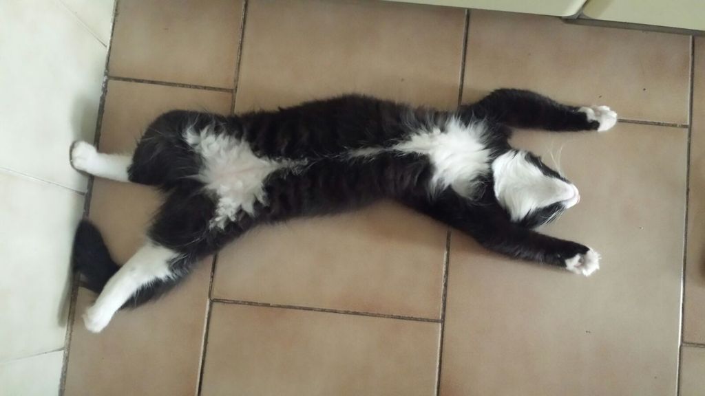 Gatti Norvegesi - cuccioli