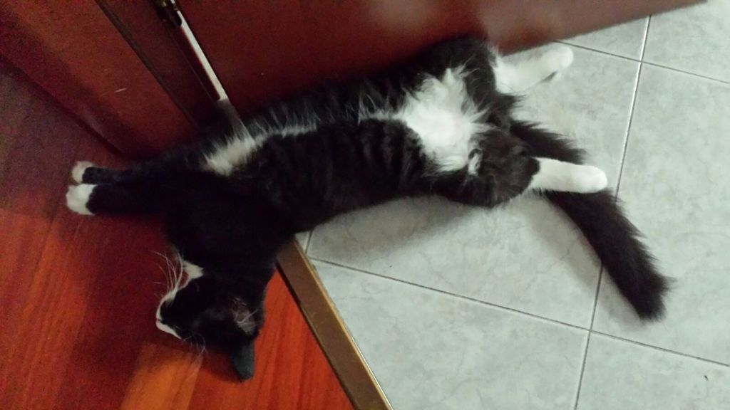 Gatti Norvegesi - cuccioli