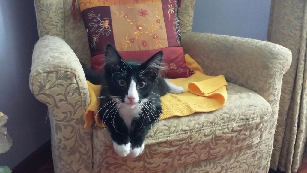 Gatti Norvegesi - cuccioli