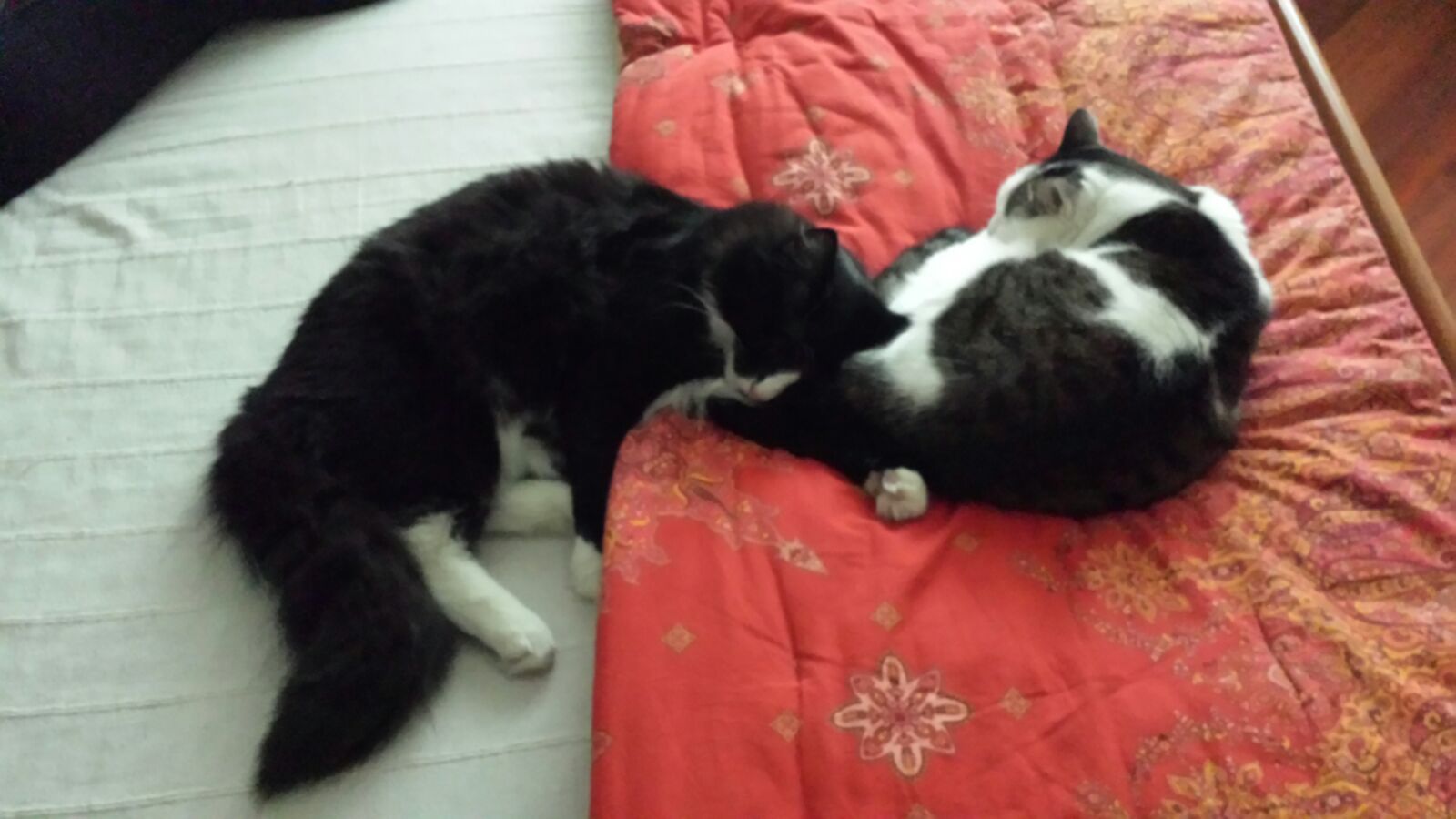 Gatti Norvegesi - cuccioli