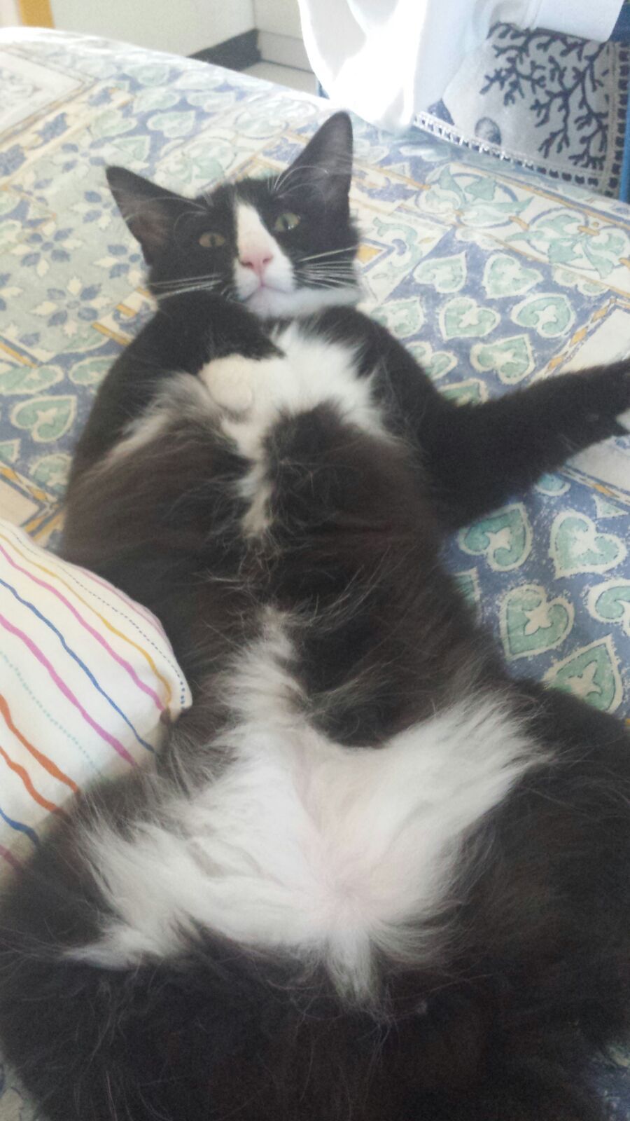 Gatti Norvegesi - cuccioli