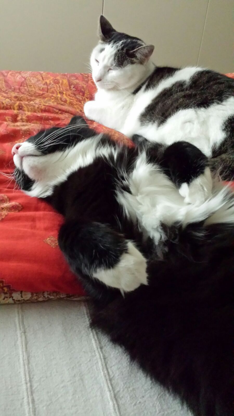 Gatti Norvegesi - cuccioli