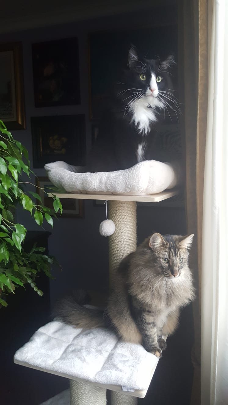 Gatti Norvegesi - cuccioli