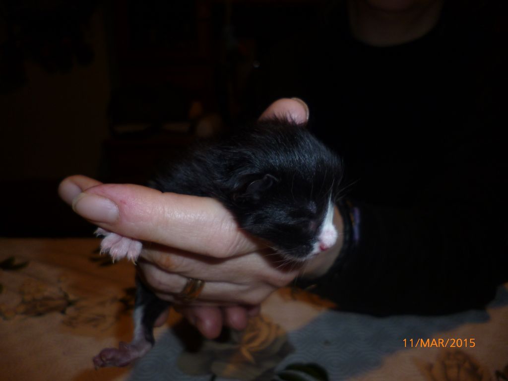 Gatti Norvegesi - cuccioli