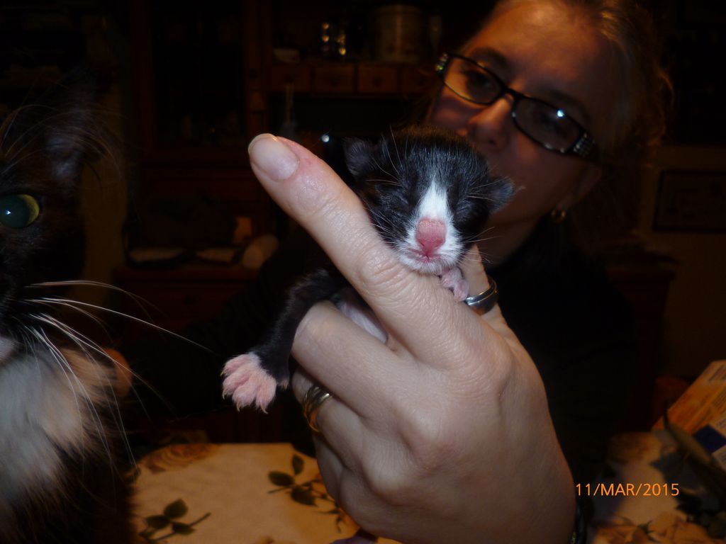 Gatti Norvegesi - cuccioli