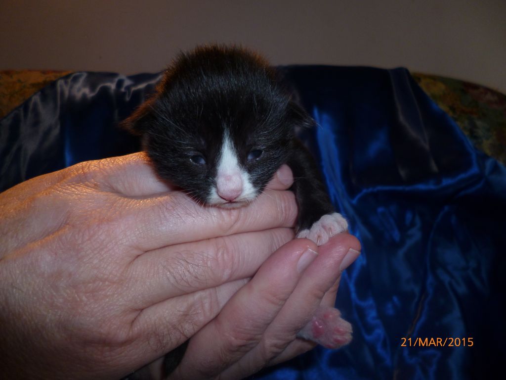 Gatti Norvegesi - cuccioli